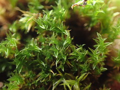 Bryoerythrophyllum recurvirostrum