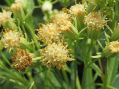 Hasteola suaveolens
