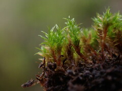 Bryoerythrophyllum recurvirostrum