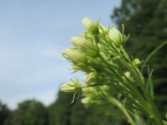 Hasteola suaveolens