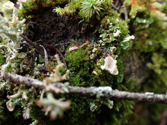 Bryoerythrophyllum recurvirostrum