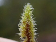 Racomitrium elongatum