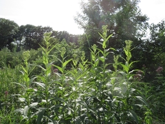 Hasteola suaveolens