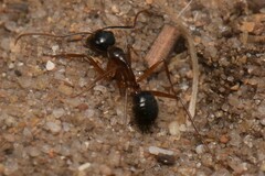 Camponotus terebrans
