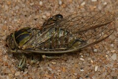 Physeema labyrinthica