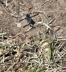 Thyreus caeruleopunctatus