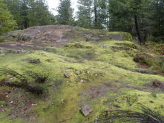 Racomitrium elongatum