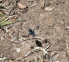 Thyreus caeruleopunctatus