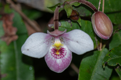 Phragmipedium schlimii