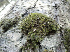 Racomitrium heterostichum