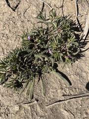 Nama hispida spathulata