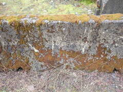 Schistidium papillosum