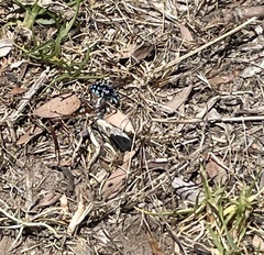 Thyreus caeruleopunctatus