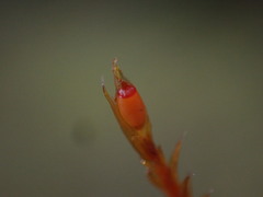 Schistidium papillosum