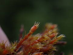 Schistidium papillosum