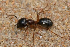 Camponotus terebrans