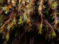 Schistidium papillosum