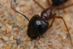 Camponotus terebrans