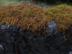 Schistidium papillosum