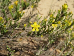 Hudsonia tomentosa