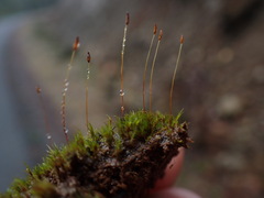 Ditrichum heteromallum