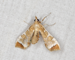 Leucinodes cordalis