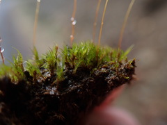 Ditrichum heteromallum