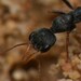 Urens-group Bull Ants - Photo (c) gelkiu, some rights reserved (CC BY-NC), uploaded by gelkiu