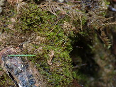 Ditrichum heteromallum