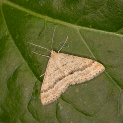 Scopula lydia