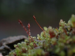 Dicranella rufescens