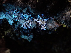 Parmeliopsis hyperopta