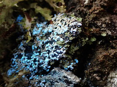 Parmeliopsis hyperopta