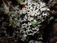 Parmeliopsis hyperopta