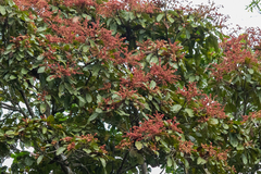 Triplaris americana