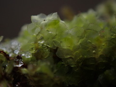 Scapania undulata