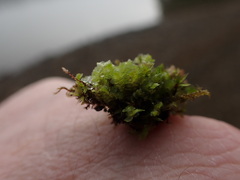 Scapania undulata