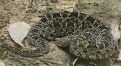 Bothrops pubescens