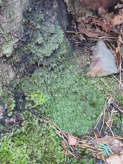 Pseudotaxiphyllum elegans