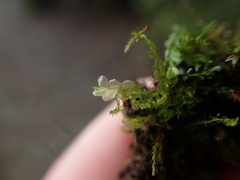 Chiloscyphus polyanthos