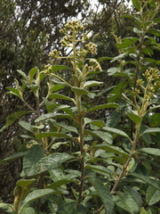 Linochilus tenuifolius