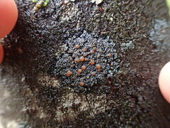 Fuscopannaria leucostictoides