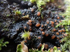 Fuscopannaria leucostictoides