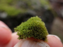 Grimmia torquata