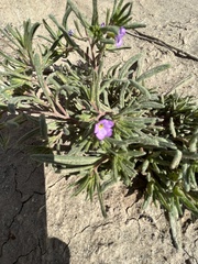 Nama hispida spathulata