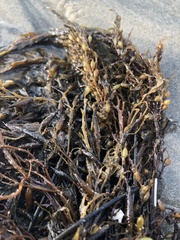 Sargassum horneri