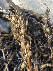 Sargassum horneri