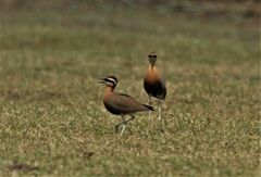 Cursorius coromandelicus