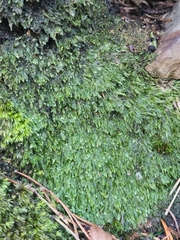 Pseudotaxiphyllum elegans