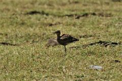 Cursorius coromandelicus